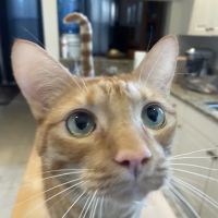 Indian Street Animal Clinic ico