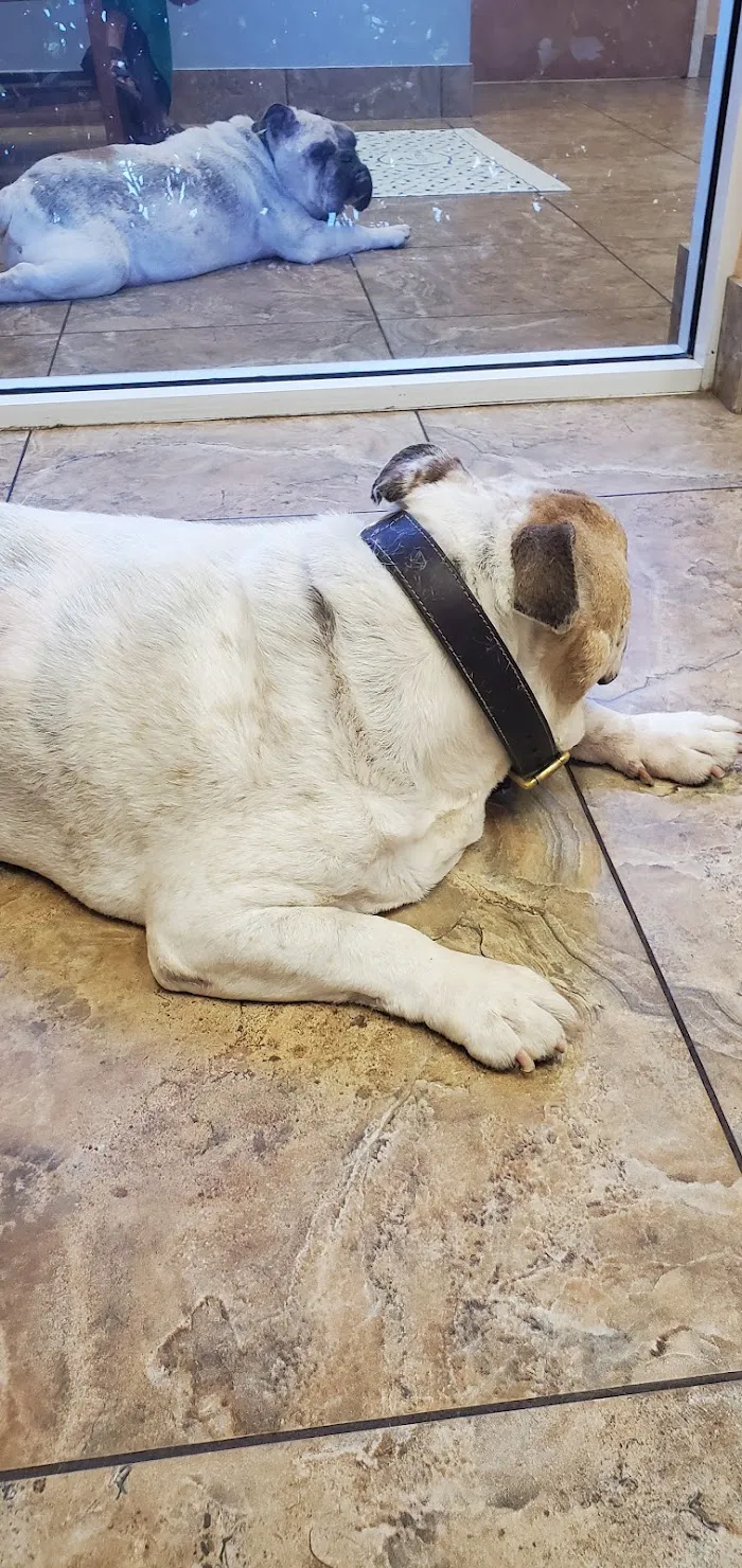 Indian Street Animal Clinic 12