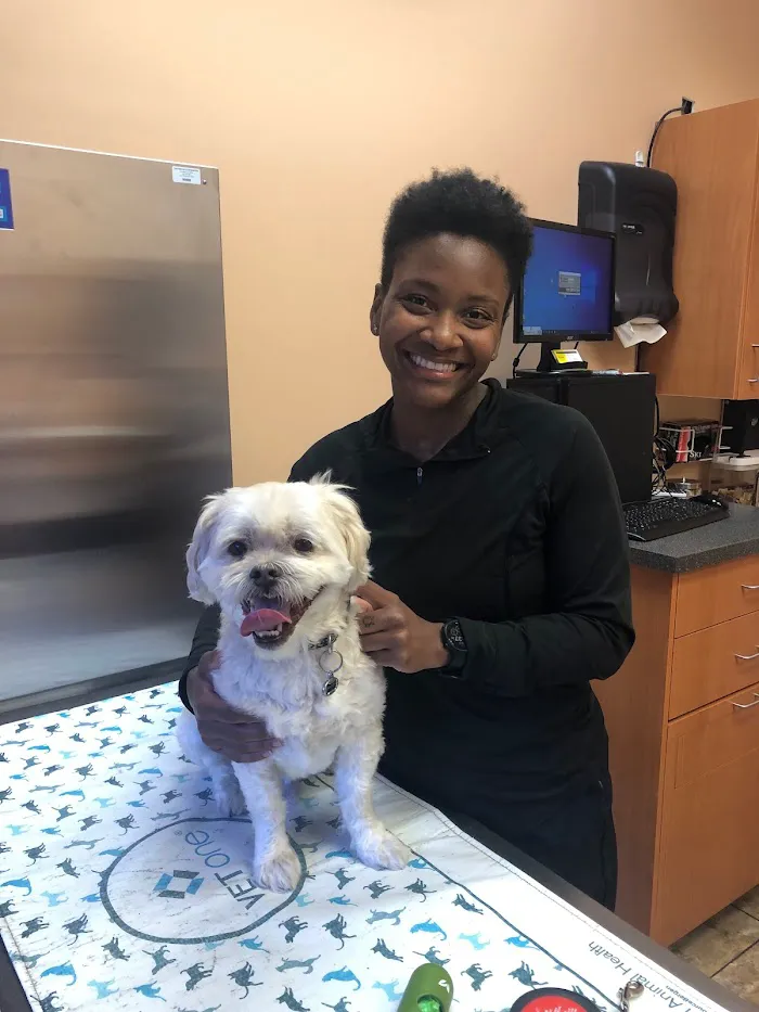 Indian Street Animal Clinic 12