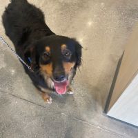 Stuart Animal Medical Center - Vetco Total Care ico