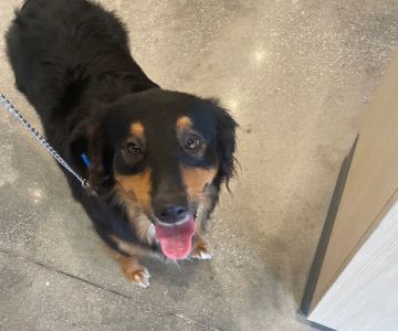 Stuart Animal Medical Center - Vetco Total Care
