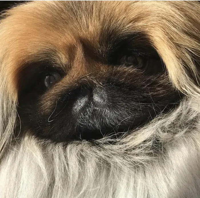Animal Care Extraordinaire 12