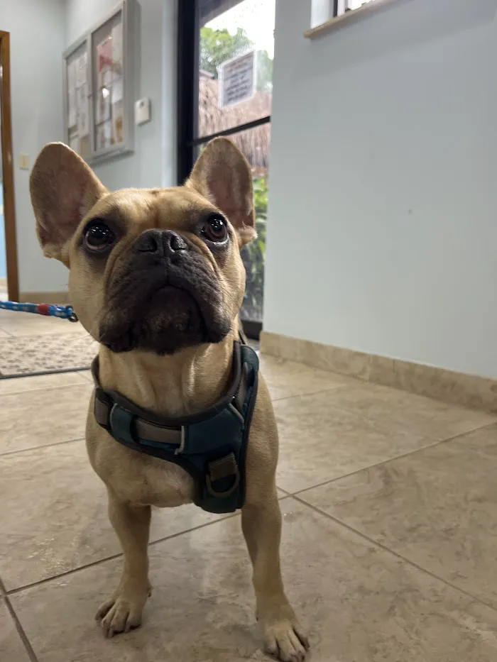 Animal Care Extraordinaire 12