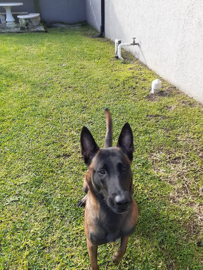 Animal Care Extraordinaire 12