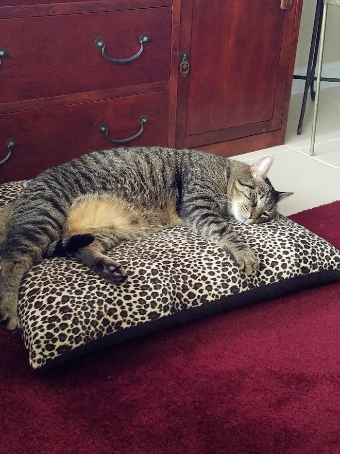 Port Salerno Animal Hospital 12