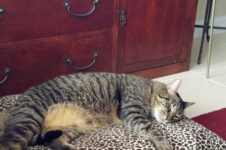 Port Salerno Animal Hospital