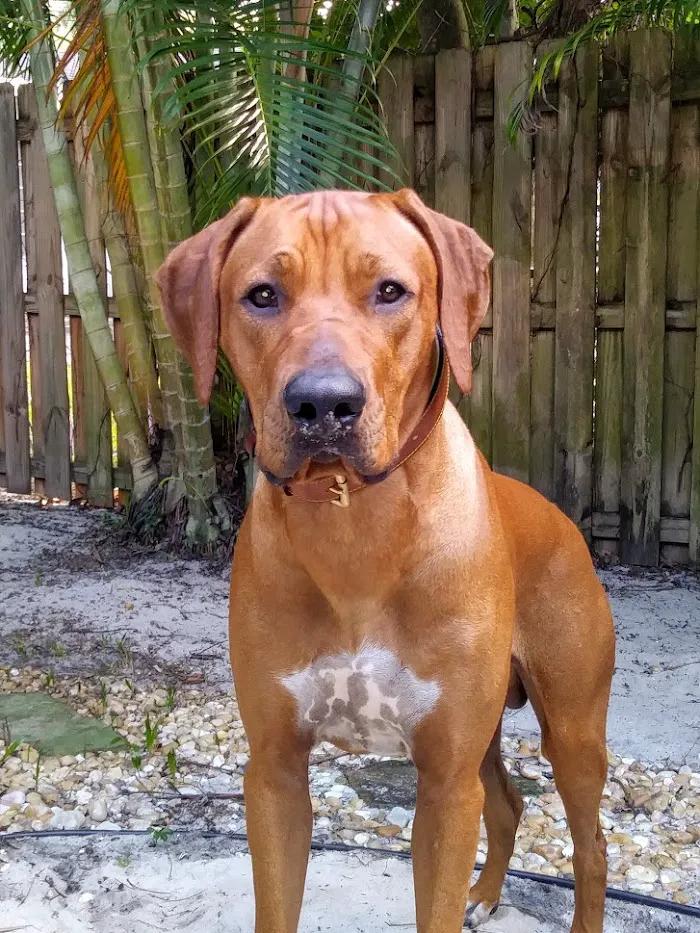 Port Salerno Animal Hospital 12