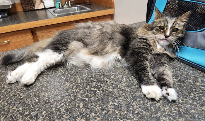 Port Salerno Animal Hospital 12