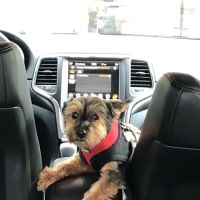 Sawgrass Veterinary Cardiology ico