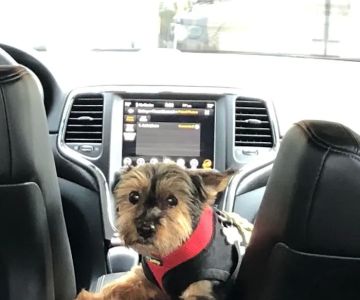 Sawgrass Veterinary Cardiology