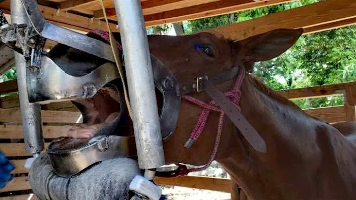 Equine Dentistry Vincent Ferry 12