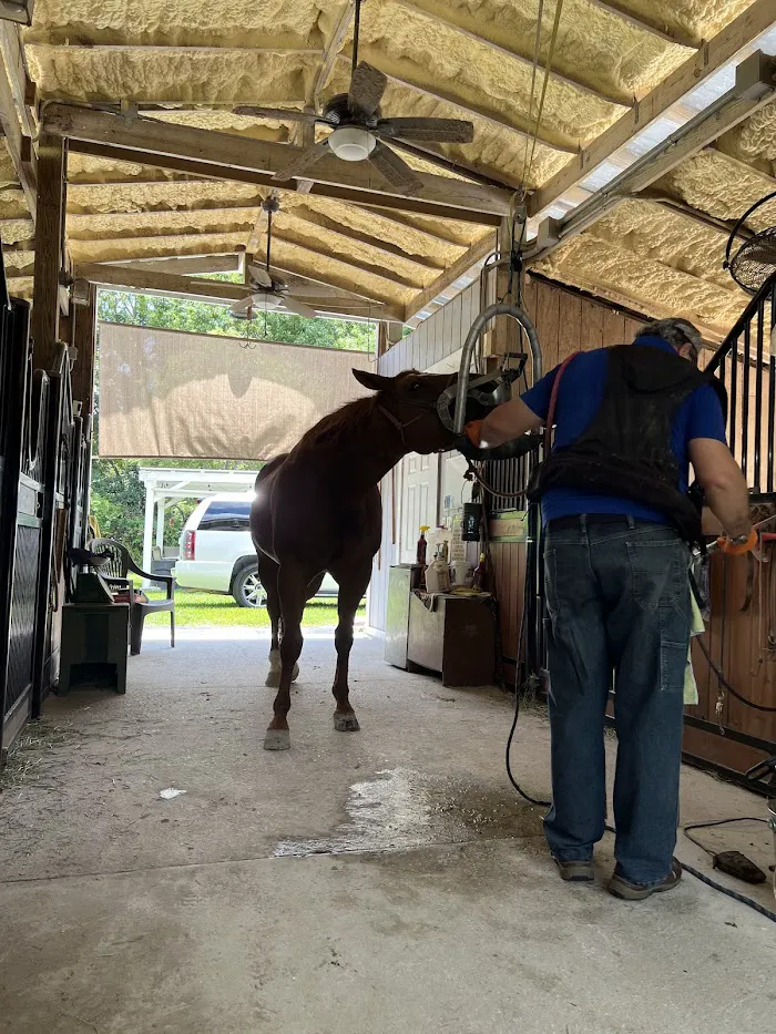 Equine Dentistry Vincent Ferry 12