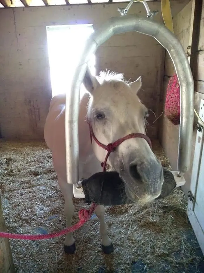 Equine Dentistry Vincent Ferry 12
