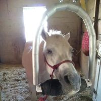 Equine Dentistry Vincent Ferry ico
