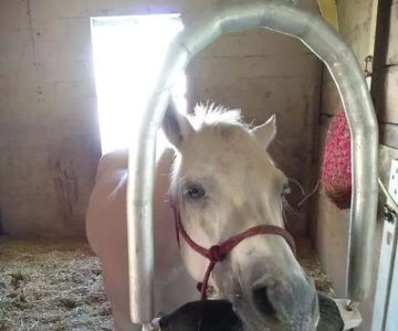 Equine Dentistry Vincent Ferry