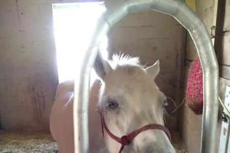 Equine Dentistry Vincent Ferry