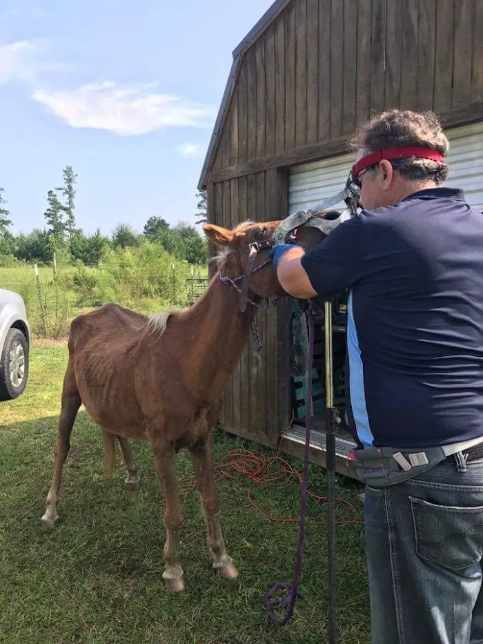 Equine Dentistry Vincent Ferry 12