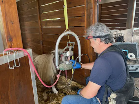 Equine Dentistry Vincent Ferry 12