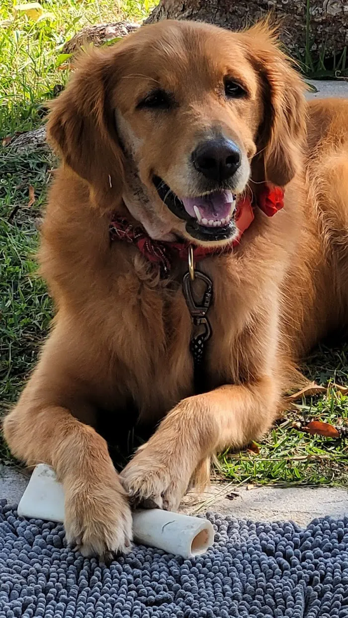 Marathon Veterinary Hospital, A Thrive Pet Healthcare Partner 12