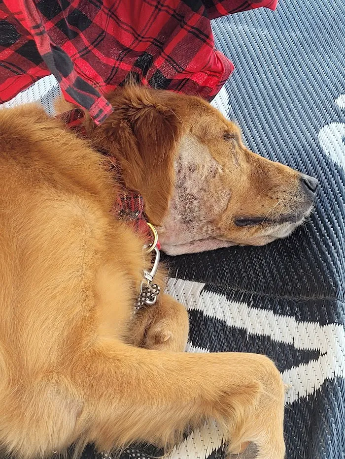 Marathon Veterinary Hospital, A Thrive Pet Healthcare Partner 12