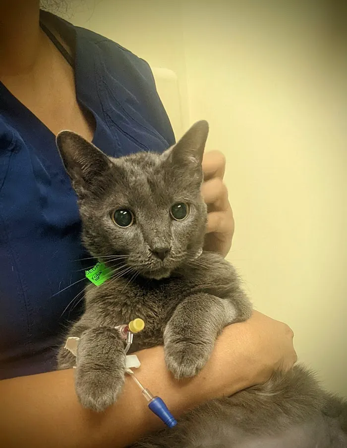 UF Small Animal Hospital 12
