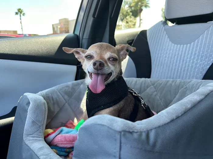 The Scottsdale Veterinary Clinic 12