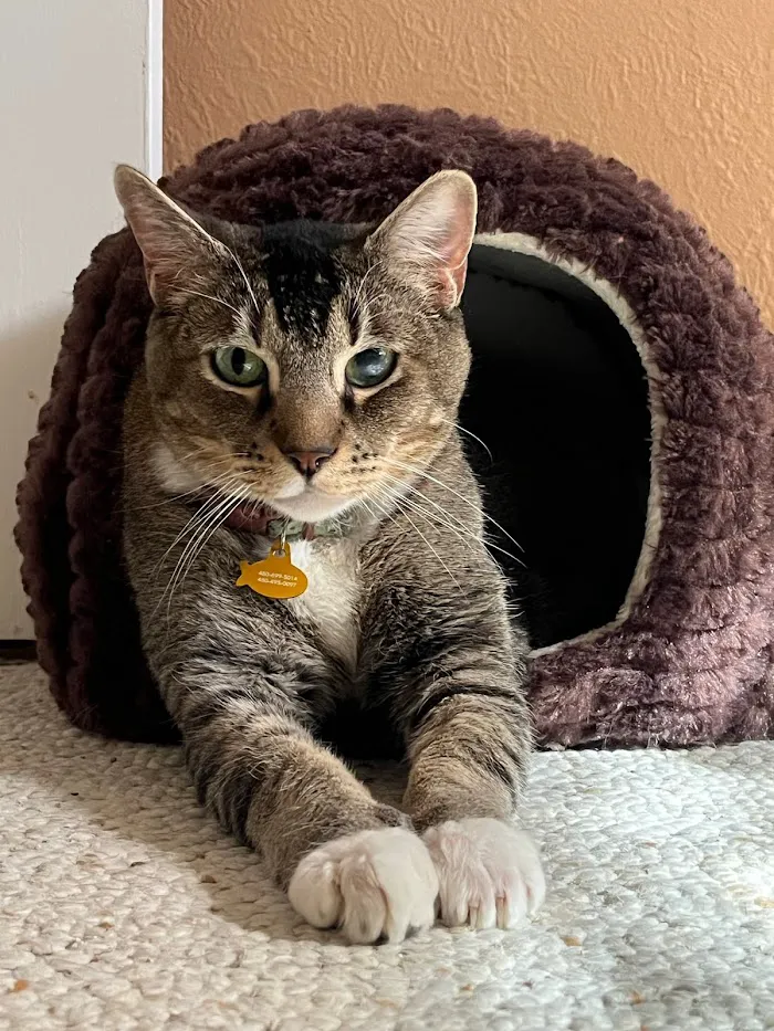 The Scottsdale Veterinary Clinic 12
