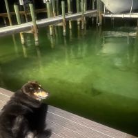 Pet Wellness Center ico