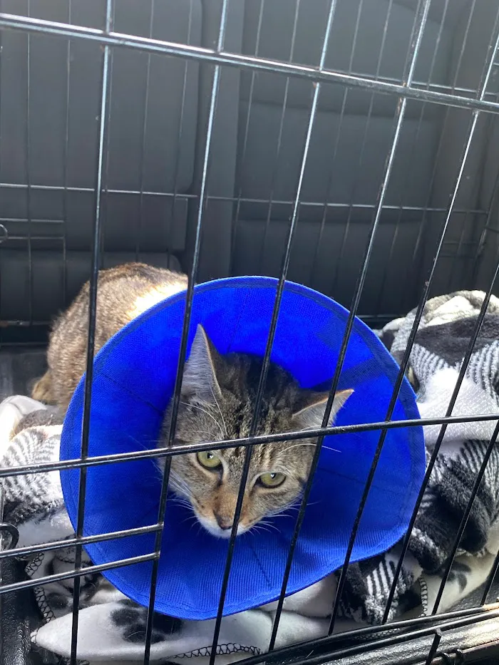 Veterinary Emergency Group 12