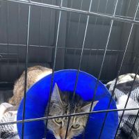 Veterinary Emergency Group ico