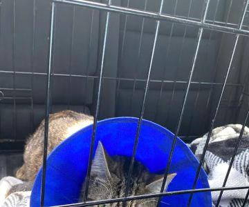 Veterinary Emergency Group