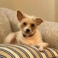 Veterinary Emergency Group ico