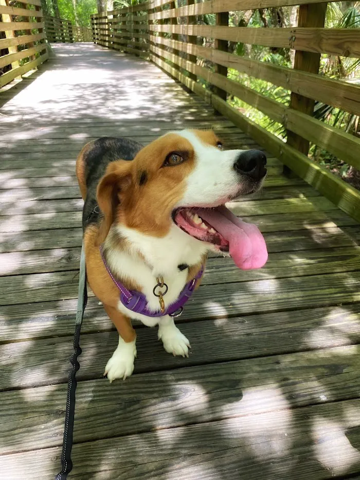 Fetch Specialty & Emergency Veterinary Centers - Brandon, FL 12