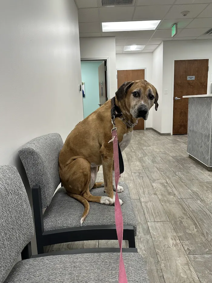 Fetch Specialty & Emergency Veterinary Centers - Brandon, FL 12