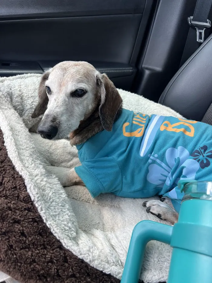 Fetch Specialty & Emergency Veterinary Centers - Brandon, FL 12