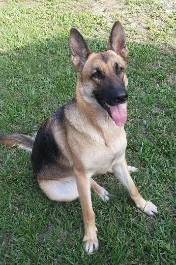 Fetch Specialty & Emergency Veterinary Centers - Brandon, FL 12
