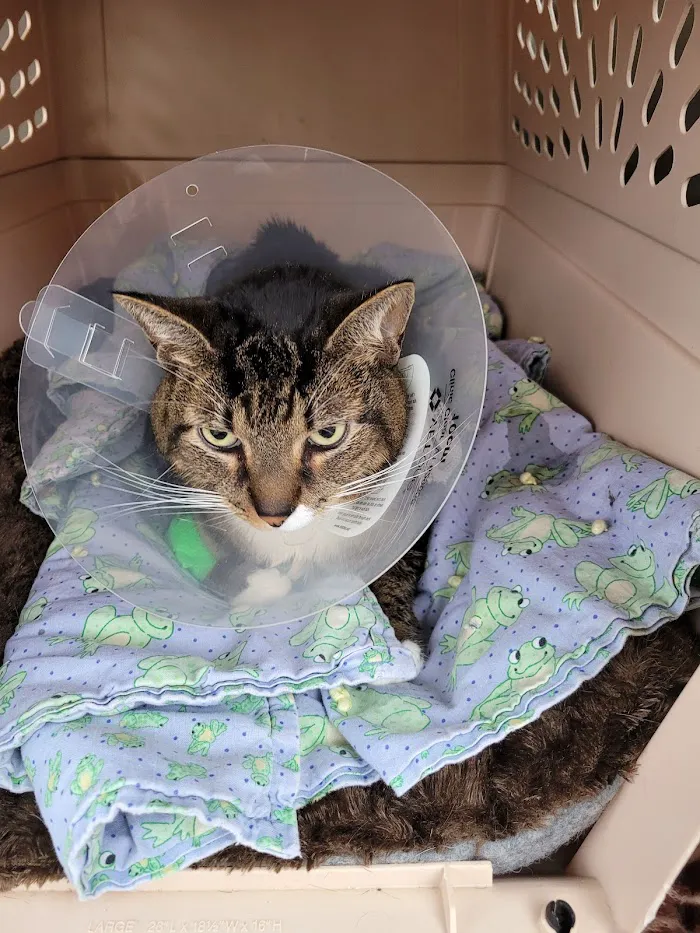 Veterinary Emergency Clinic of Central Florida | Oakland, FL 12