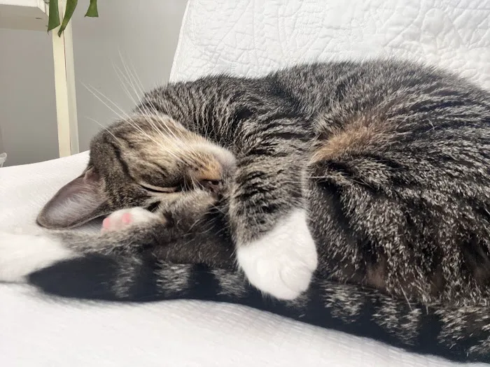 Veterinary Emergency Clinic of Central Florida | Oakland, FL 12