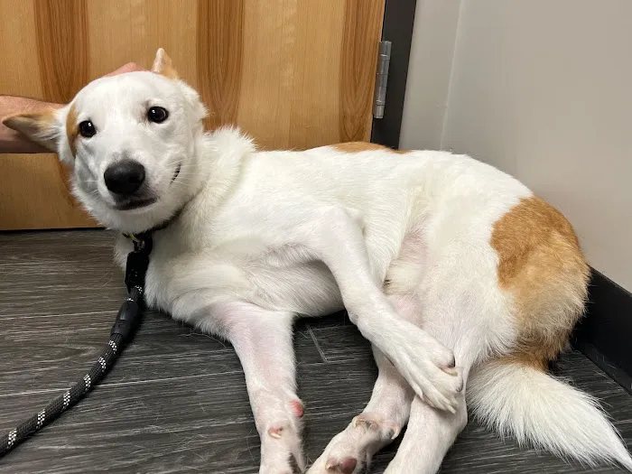 Veterinary Emergency Clinic of Central Florida | Oakland, FL 12