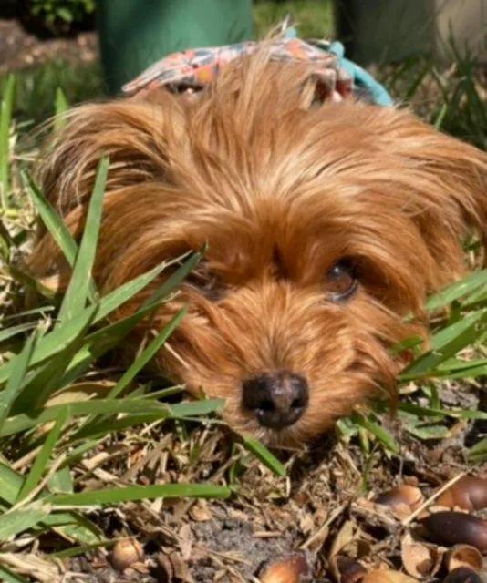 Veterinary Emergency Clinic of Central Florida | Oakland, FL 12