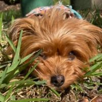 Veterinary Emergency Clinic of Central Florida | Oakland, FL ico
