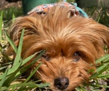 Veterinary Emergency Clinic of Central Florida | Oakland, FL