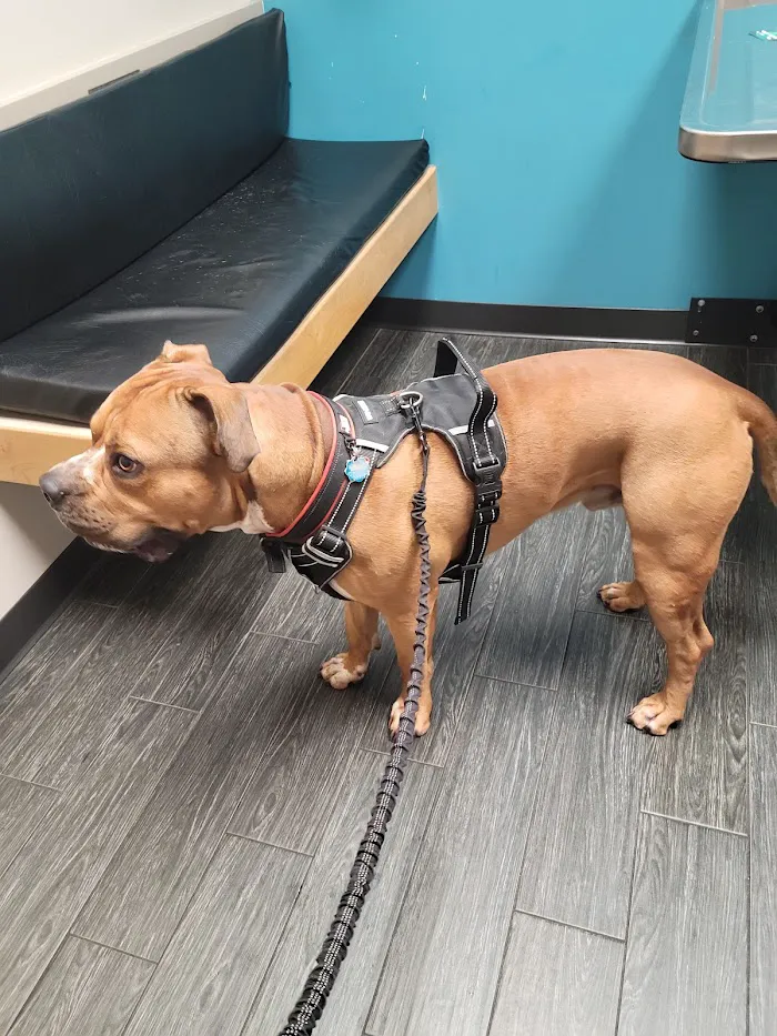 Veterinary Emergency Clinic of Central Florida | Oakland, FL 12