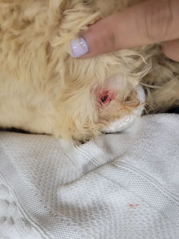 Veterinary Emergency Clinic of Central Florida | Oakland, FL 12