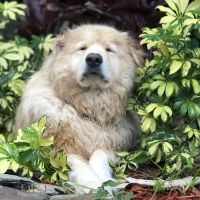 Veterinary Emergency Clinic of Central Florida | Casselberry, FL ico