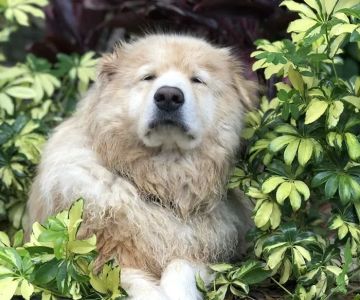Veterinary Emergency Clinic of Central Florida | Casselberry, FL