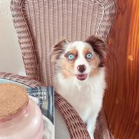 Keys Animal Hospital ico