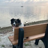 Keys Animal ER at Cruz Animal Hospital ico
