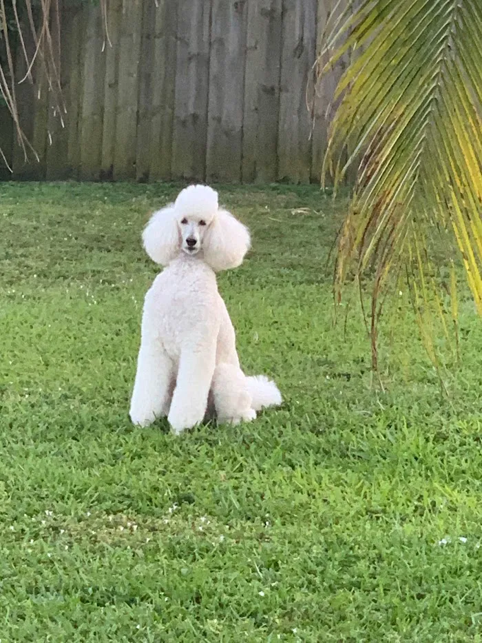 Pompano Veterinary Oncology 12