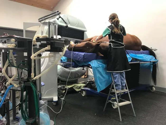 Weston Davis Equine Surgery 12
